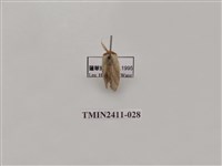 藏品(灰雙線刺蛾)的圖片